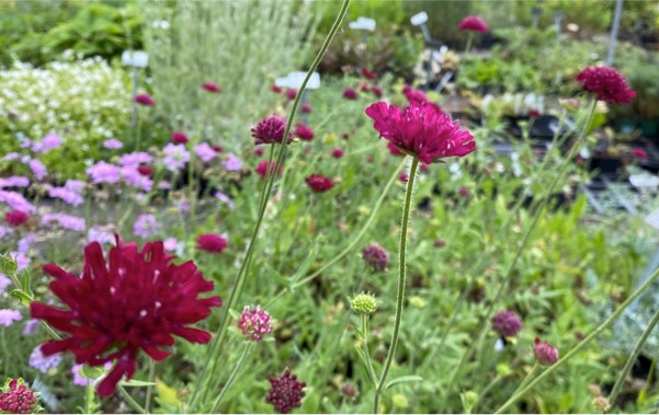 Knautia macedonica