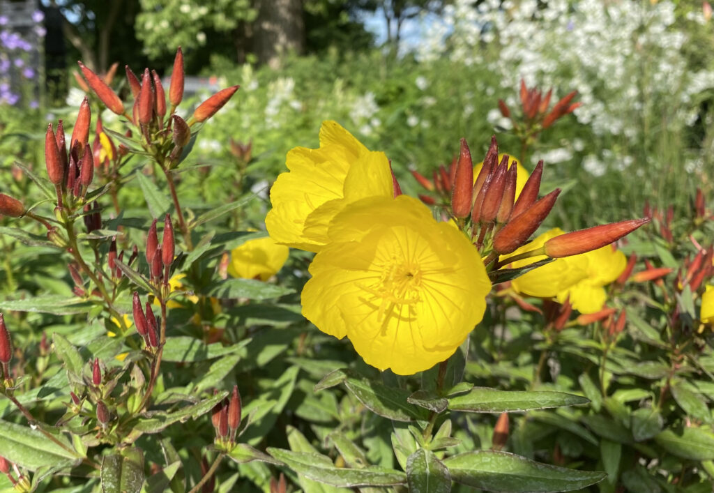 Oenothera tetragona 'Sonnenwende'